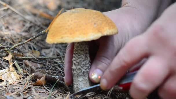 Levágtuk Gombát Erdőben Gomba Leccinum Scabrum — Stock videók