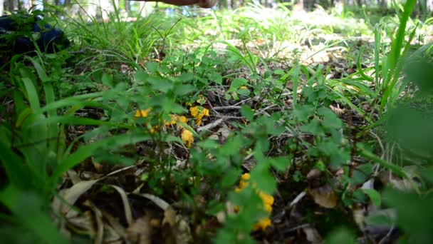 Wir Schneiden Pilze Wald Cantharellus Pilz — Stockvideo