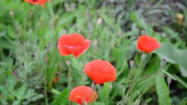 Gelincik çiçekleri. Yazın çekim..
