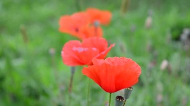 Gelincik çiçekleri. Yazın çekim..
