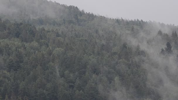 Vapor Sobre Las Montañas Después Una Lluvia Tiro Montañas — Vídeo de stock