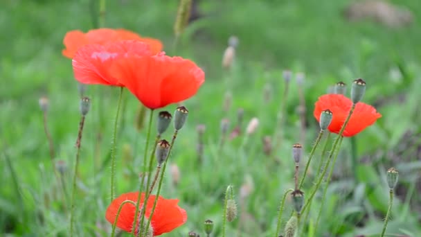 Blommor Vallmo Fotografering Sommaren — Stockvideo