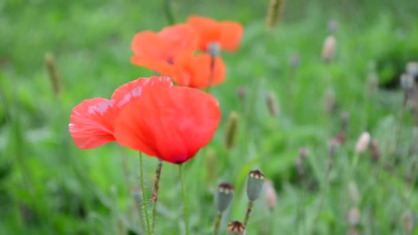 Λουλούδια Παπαρούνας Πυροβολισμοί Καλοκαίρι — Αρχείο Βίντεο