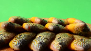 Uçan balık. Centrarchus makropterus. Lepomis gibbosus. Harekette çekim..