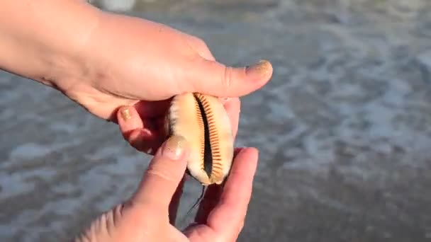 Морской Петушок Руке Пляж Стрельба Пляже — стоковое видео