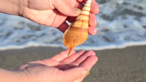 Mořská Mušle Ruce Pláž Fotografování Pláži — Stock video