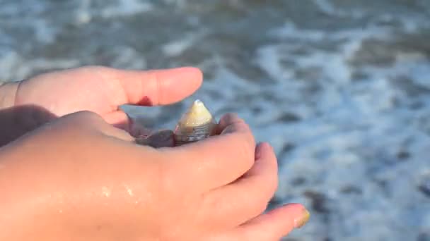 Zeekokkels Een Hand Strand Schieten Het Strand — Stockvideo