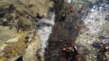 Ormandaki akarsu. İlkbaharda çekim.