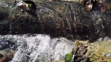 Ormandaki akarsu. İlkbaharda çekim.