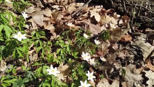 Białe Kwiaty Anemonu Lesie — Wideo stockowe