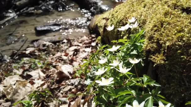 Weiße Anemonenblüten Wald — Stockvideo