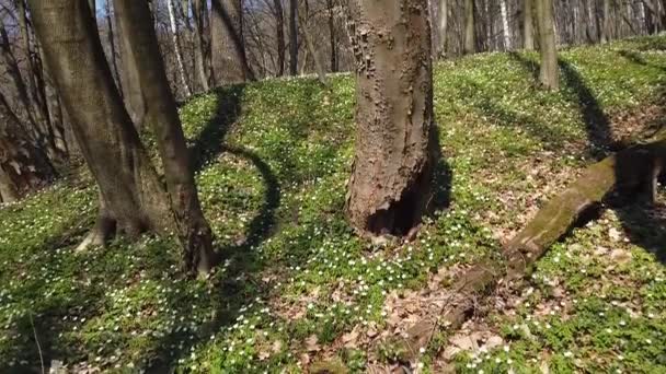 Flores Anémona Blanca Bosque — Vídeo de stock