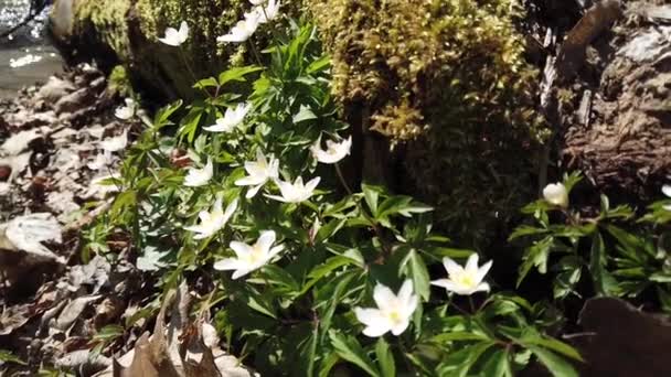 Witte Anemoon Bloemen Het Bos — Stockvideo