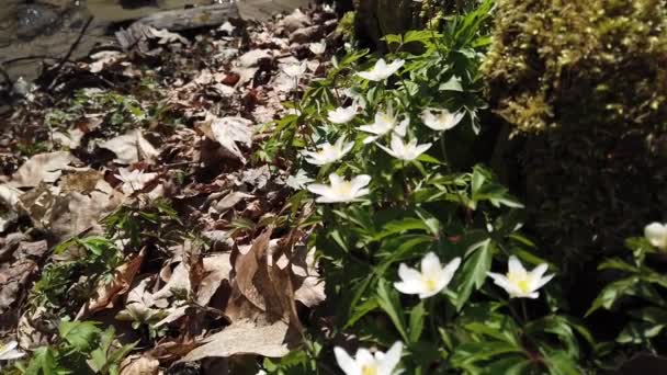 Fleurs Anémone Blanche Dans Forêt — Video