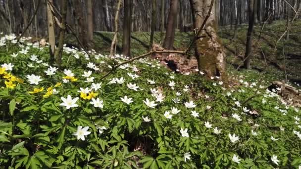 Weiße Anemonenblüten Wald — Stockvideo