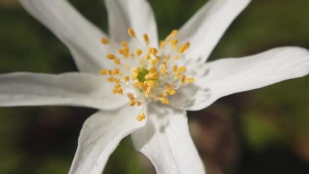 White Anemone Flowers Forest — Stock Video