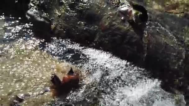 Corrente Floresta Tiro Primavera — Vídeo de Stock