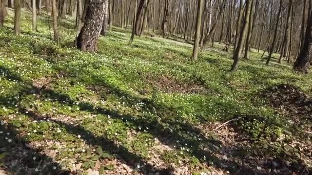 Fiori Anemone Bianco Nella Foresta — Video Stock