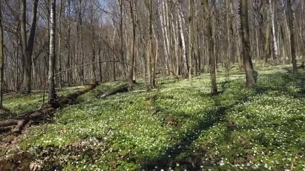 Fleurs d'anémone blanche dans la forêt.