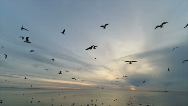 Fiskmåsar Himlen Sakta Backarna Fiskmåsar Över Havet — Stockvideo