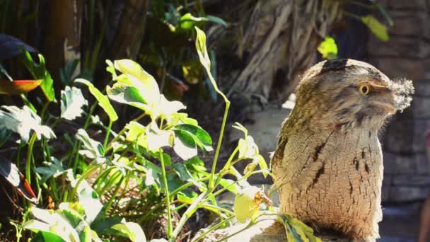 猫头鹰在公园里奥兰多枪击案 — 图库视频影像