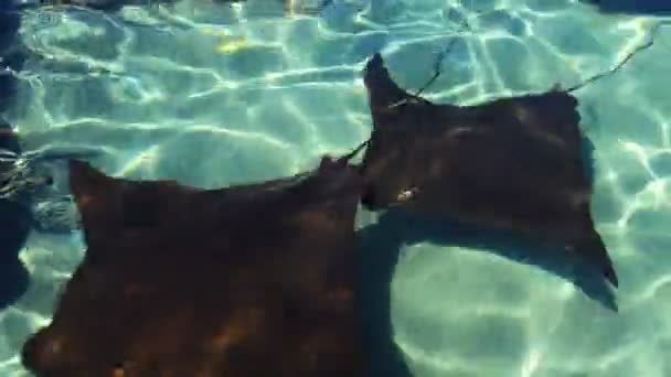 Peixes Raios Elétricos Busca Uma Inclinação Reservatório Natural — Vídeo de Stock