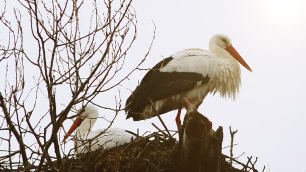 Des Cigognes Sur Arbre Madrid Espagne Tournage Hiver — Video