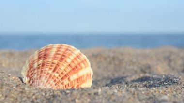 Denizin arka planına karşı deniz kabukları. Sahilde çekim yapmak..