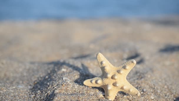 Zeekokkels Tegen Achtergrond Van Zee Schieten Het Strand — Stockvideo