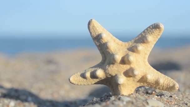 Mořské Mušle Pláži Fotografování Pláži — Stock video