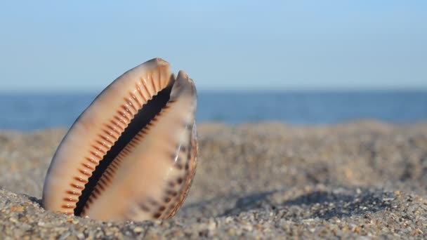 Muscheln Vor Dem Hintergrund Des Meeres Schießen Strand — Stockvideo