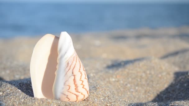 Zeekokkels Tegen Achtergrond Van Zee Schieten Het Strand — Stockvideo