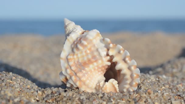 Mořské Mušle Pozadí Moře Fotografování Pláži — Stock video