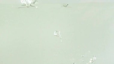 Suda bıldırcın yumurtası. Yavaş çekim.