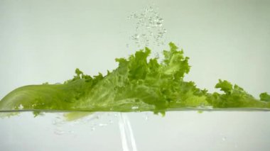 Marul sudaki yapraklar. Yavaş çekim.