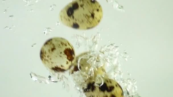 Αυγά Ορτυκιού Στο Νερό Αργή Κίνηση — Αρχείο Βίντεο