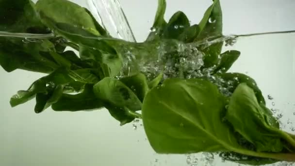 Bladeren Van Spinazie Vallen Het Water Langzame Beweging — Stockvideo
