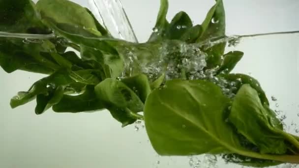 Folhas Espinafre Água Movimento Lento — Vídeo de Stock