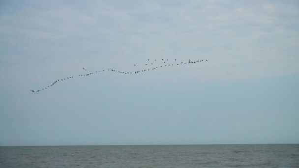 Aves Migratorias Cielo — Vídeos de Stock