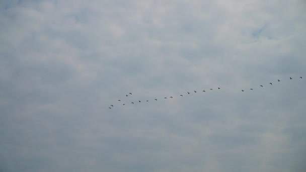 Oiseaux Migrateurs Dans Ciel — Video