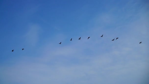 Aves Migratorias Cielo — Vídeos de Stock