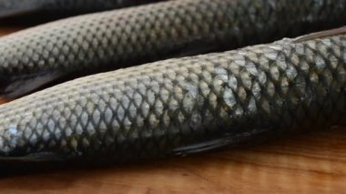 Balık pelengası. Liza hematocheilus. Harekette çekim..