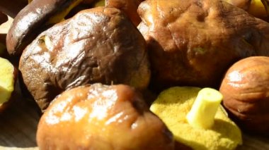 Orman mantarları, Suillus. Mantarların geçmişi. Harekette çekim..