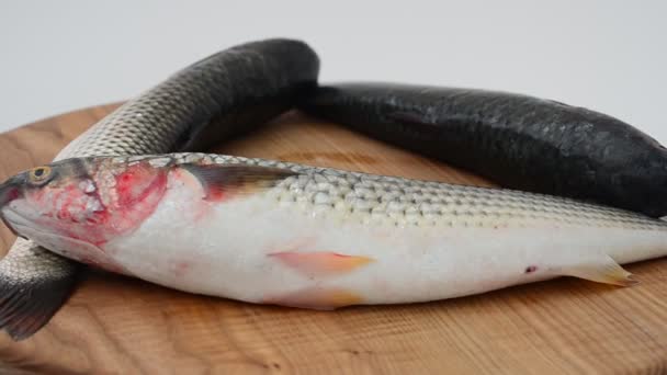 Fiskpelengas Liza Haematocheilus Fotografering Rörelsen — Stockvideo