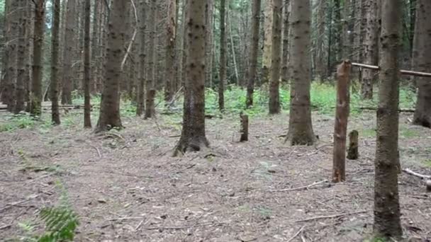 Des pins dans le bois, l'été. Promenade parmi les pins 