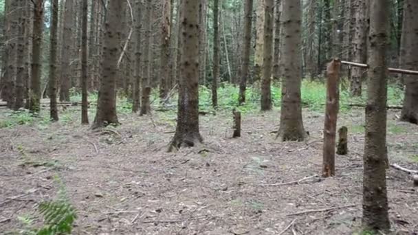 Pinos Bosque Verano Caminar Entre Pinos — Vídeos de Stock