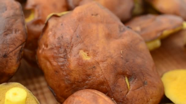 Boschampignons Suillus Achtergrond Van Paddenstoelen Schieten Beweging — Stockvideo