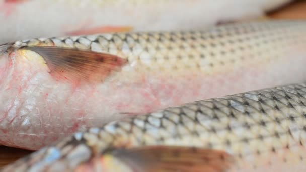 Balık Pelengası Liza Hematocheilus Harekette Çekim — Stok video