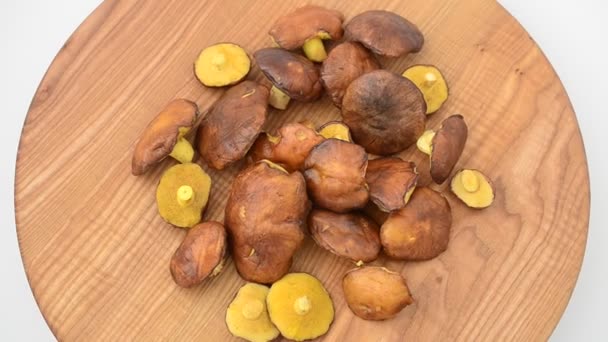 Waldpilze Suillus Schießen Der Bewegung — Stockvideo