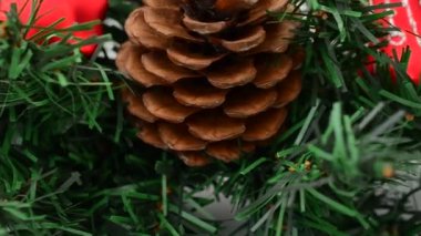 Firavun ağacı hala yaşıyor, Noel. Harekette çekim..